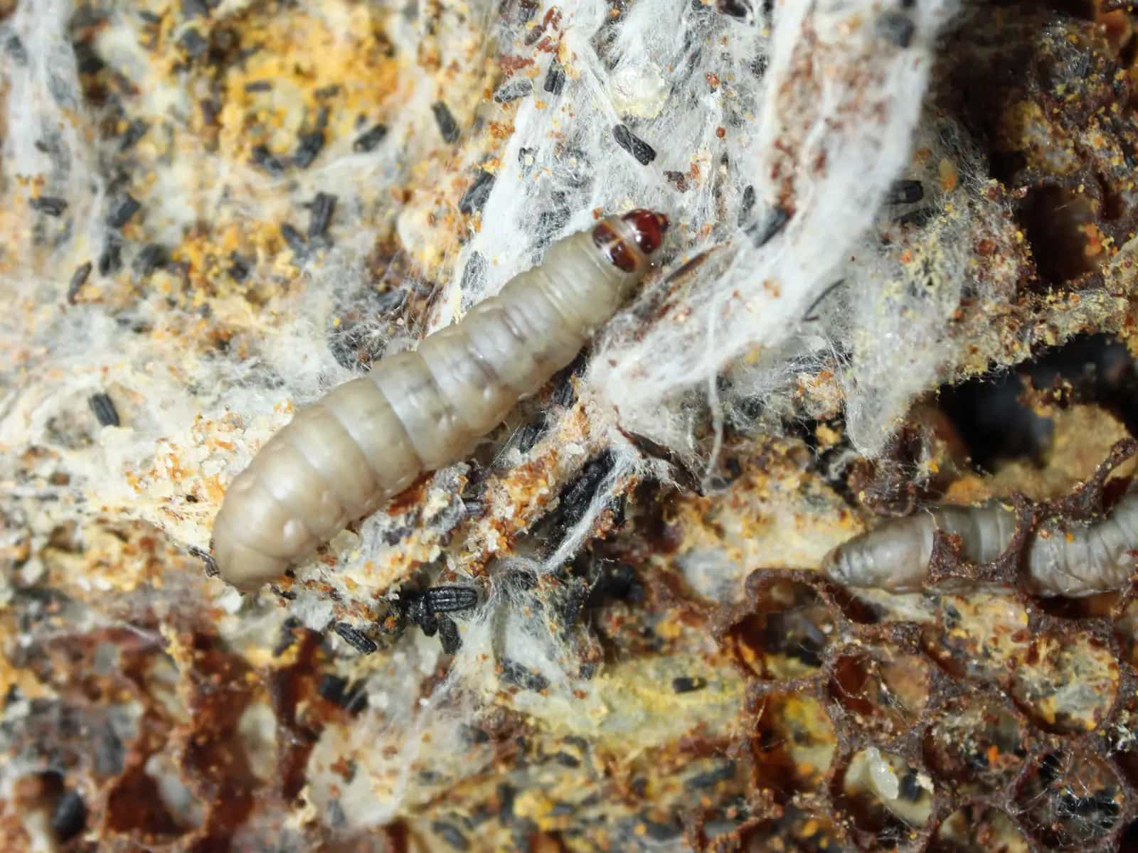Scoperto un bruco in grado di rivoluzionare il reciclaggio della plastica