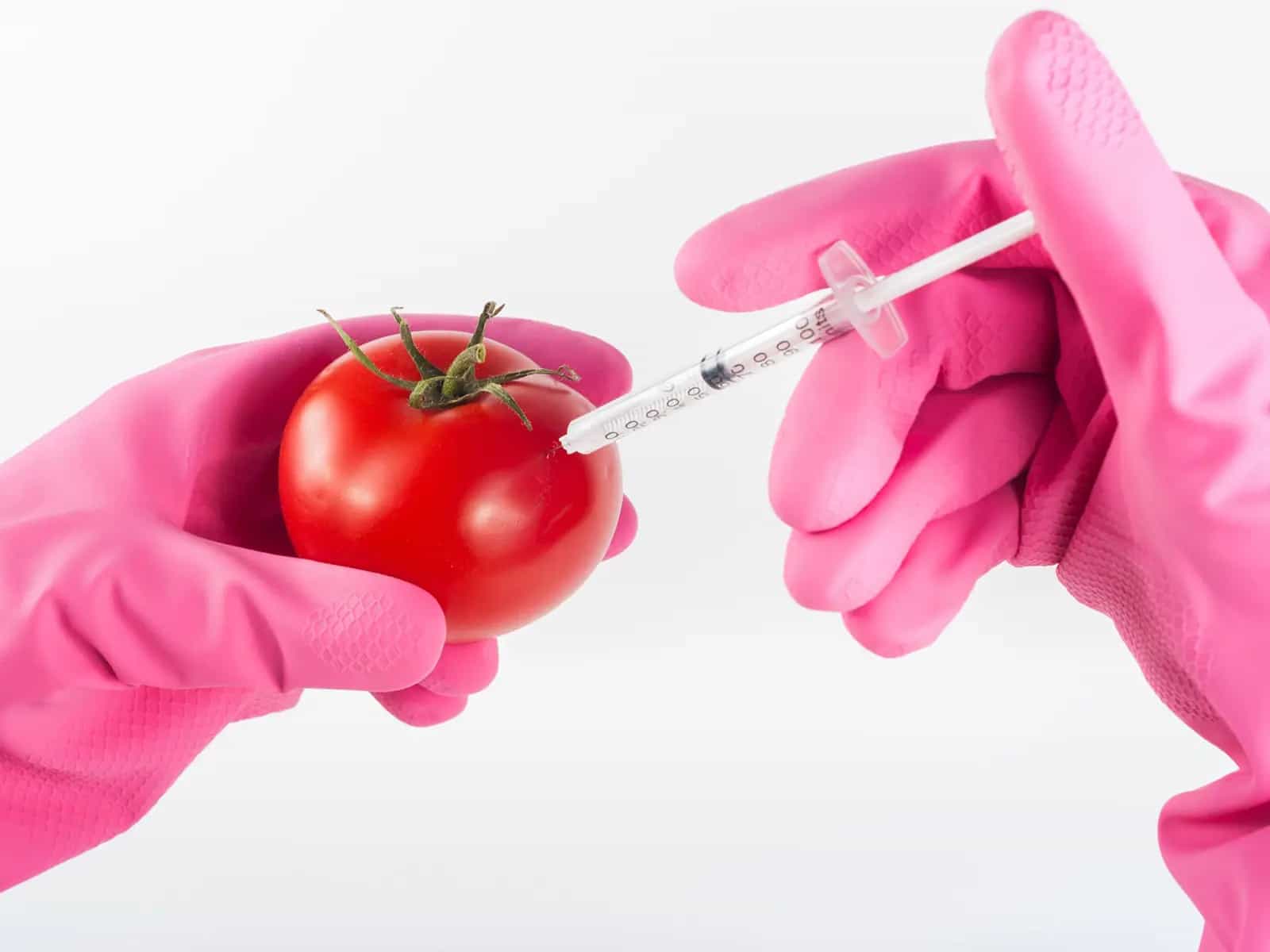 Correggere il pomodoro: la tecnica CRISPR all'opera