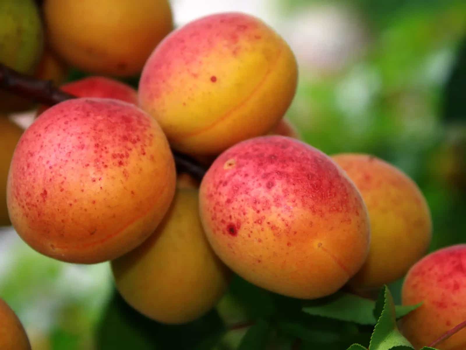 Albicocche, l'elisir per la pelle proveniente dalla Cina