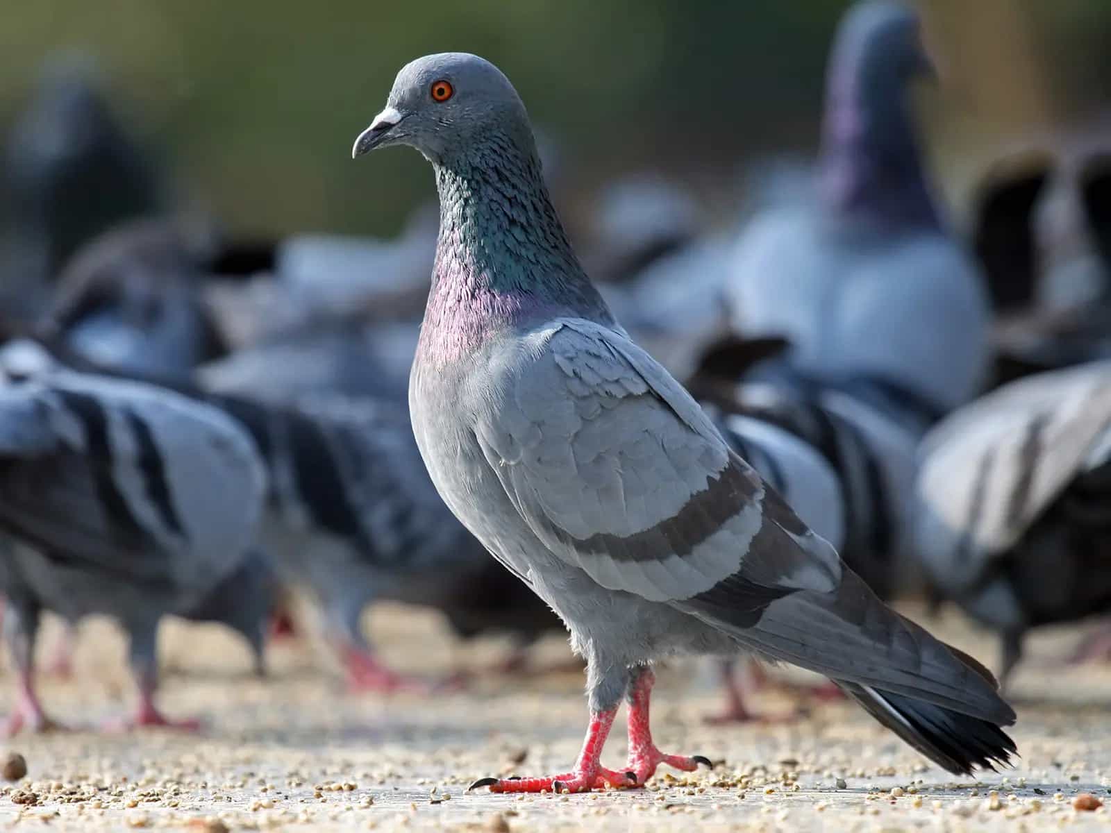 3 fatti assurdi che non sapete sui piccioni