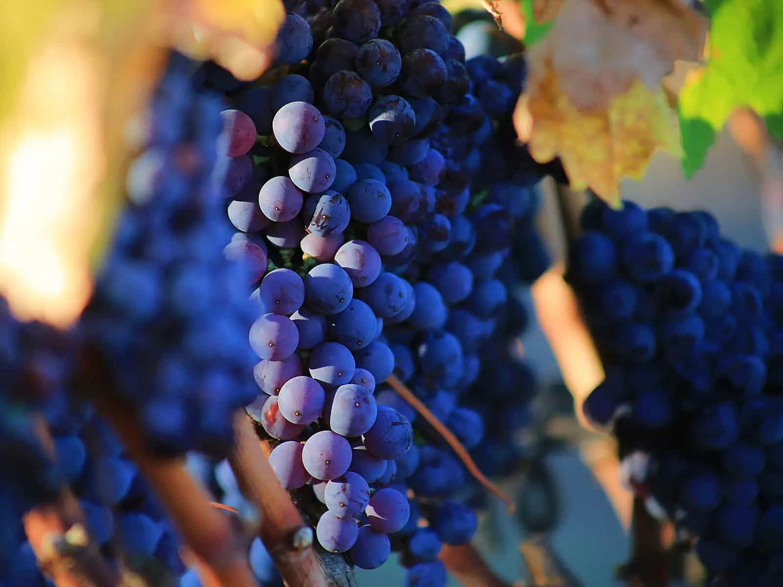 Vino: biologico o biodinamico?