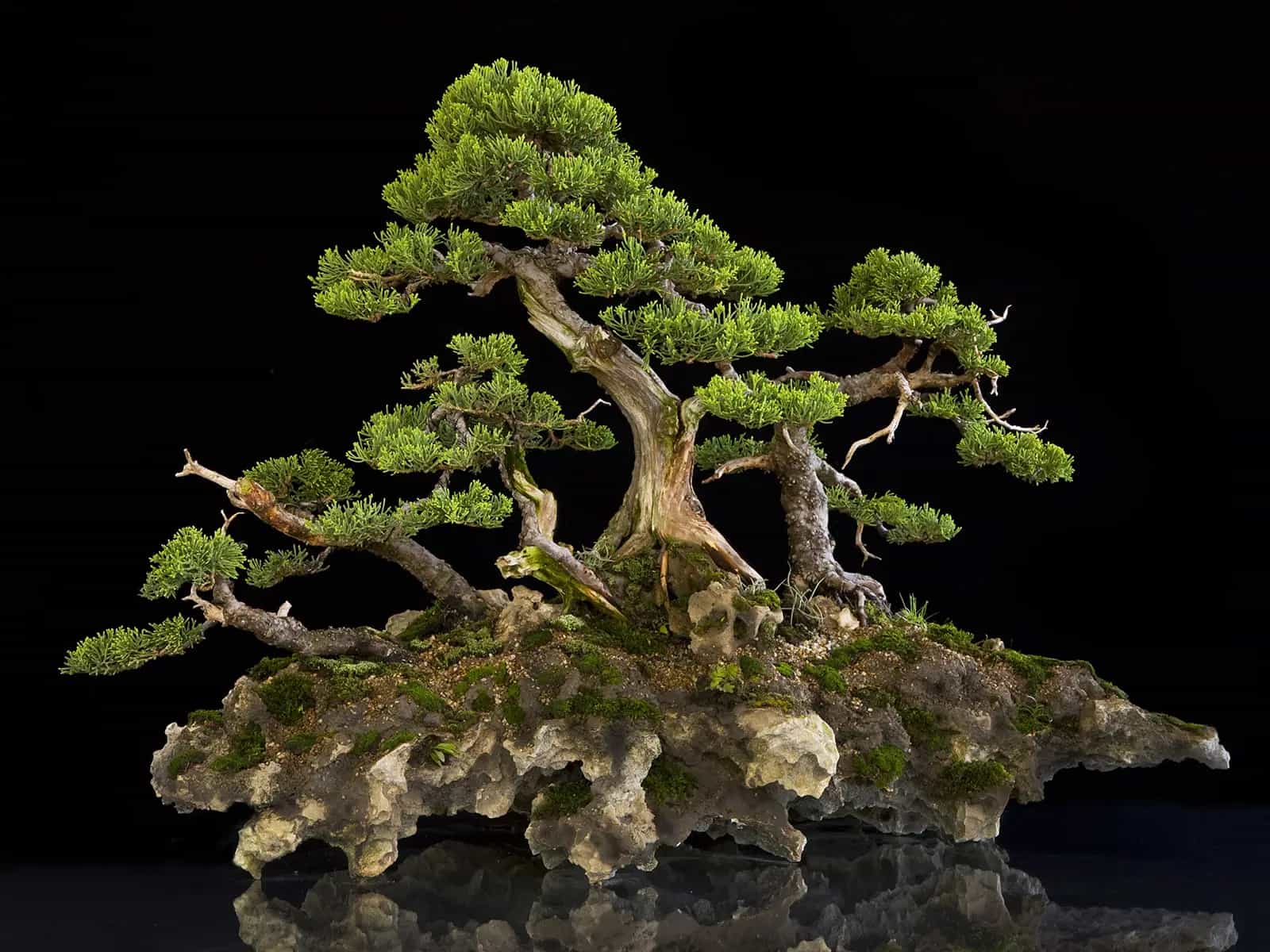 Bonsai, piccole opere d’arte in continua evoluzione