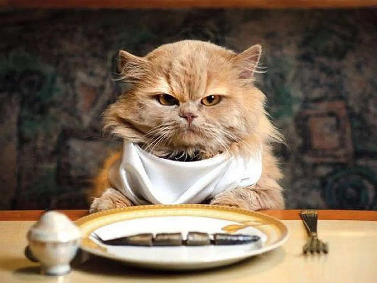 La Dieta BARF: cos'è meglio per il vostro gatto?