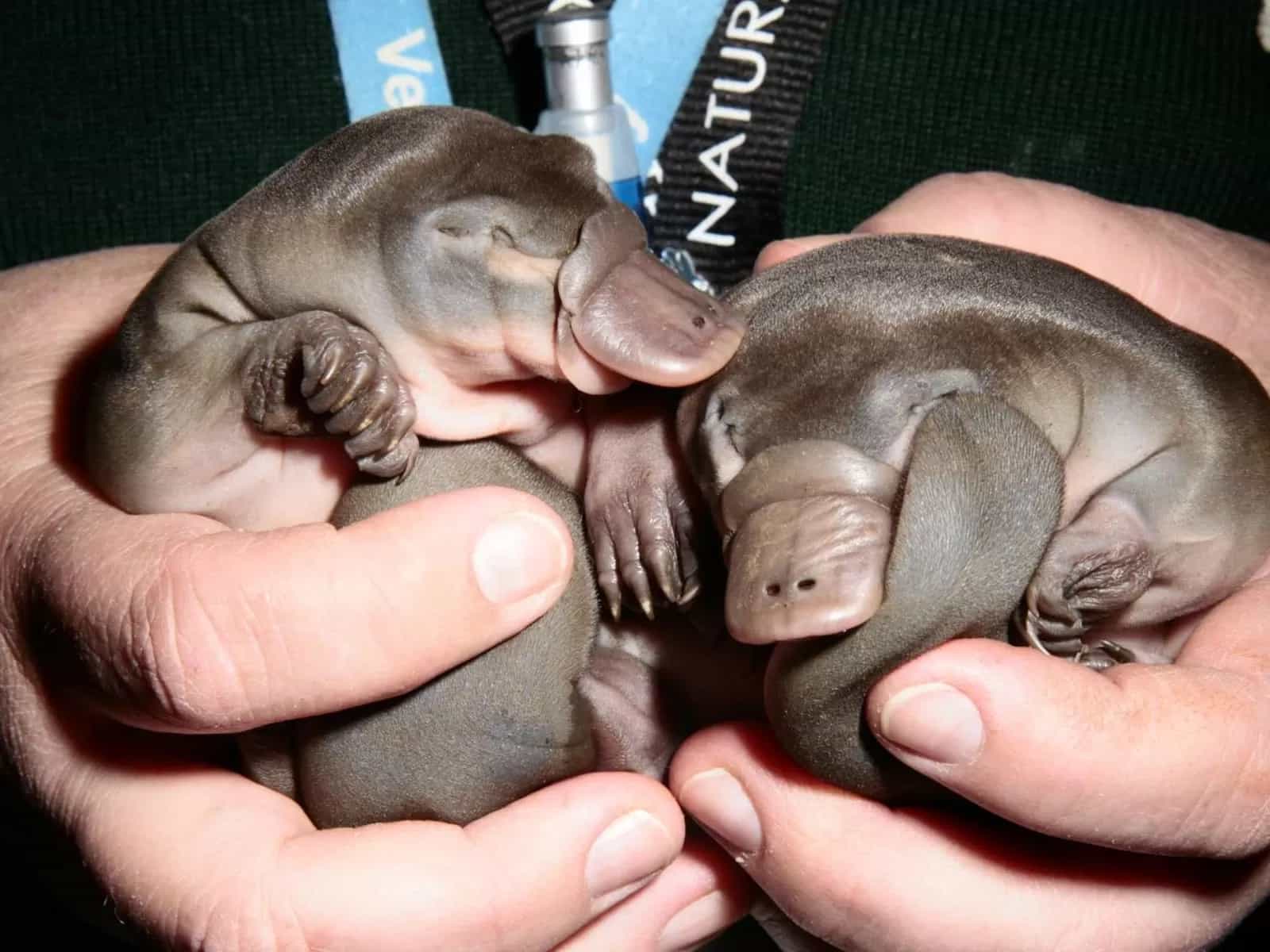 Il curioso mondo dei cuccioli degli animali
