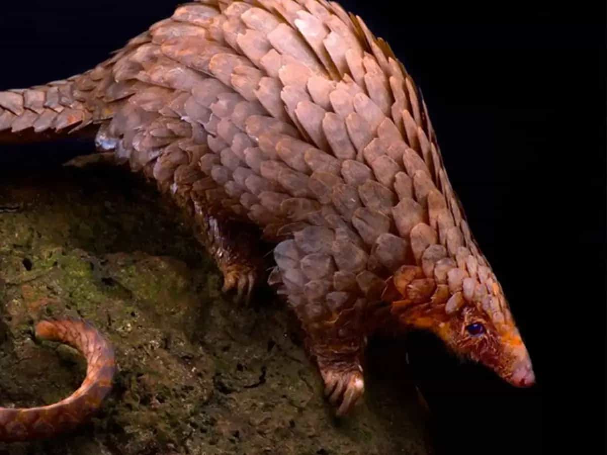 Qué es un pangolín