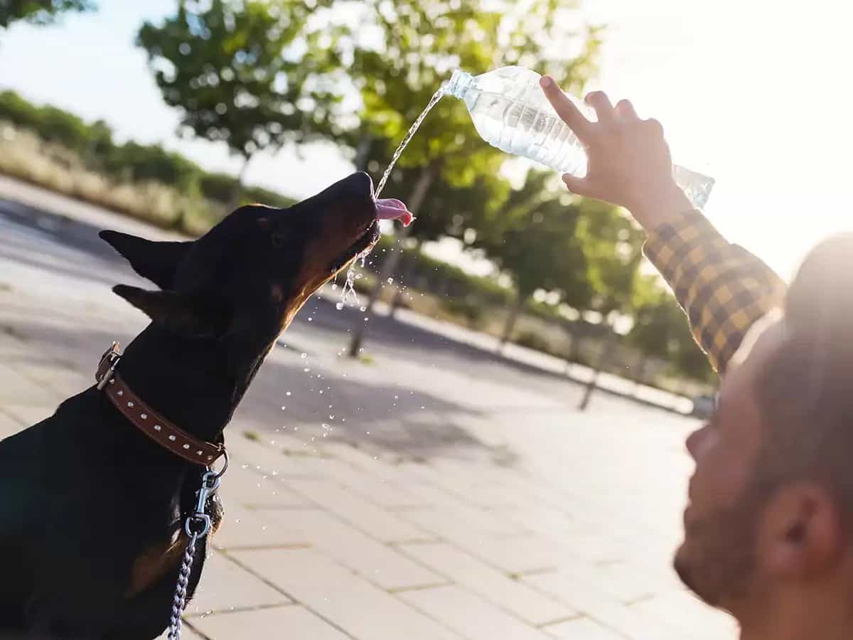 Perros y calor verano