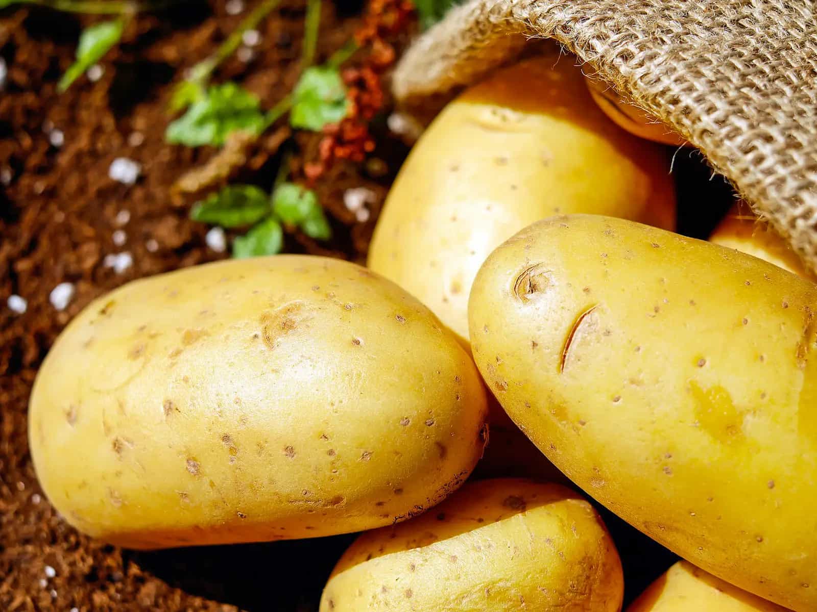 La patata d oro contro la malnutrizione