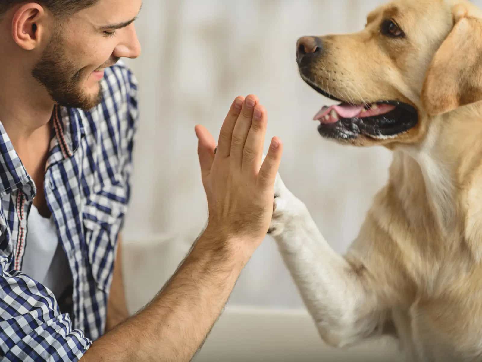 Il tuo cane adora quando sorridi