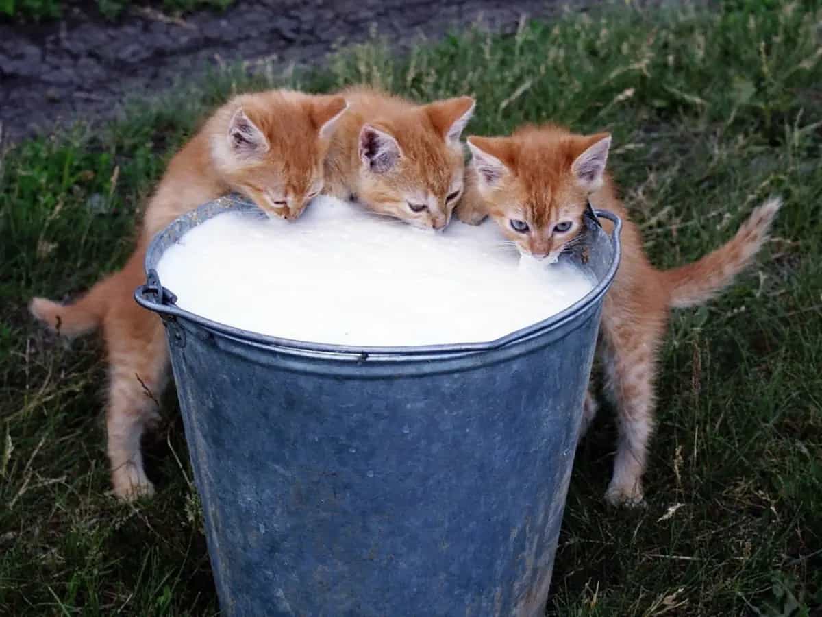 Falsi miti sugli animali