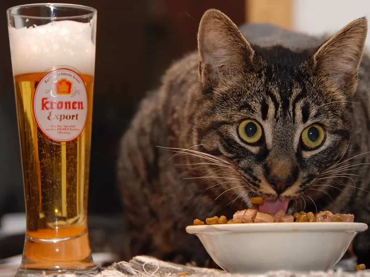 gatti abitudini padroni cibo
