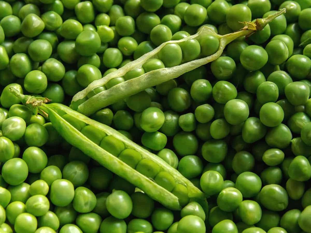 Piselli sono dei legumi