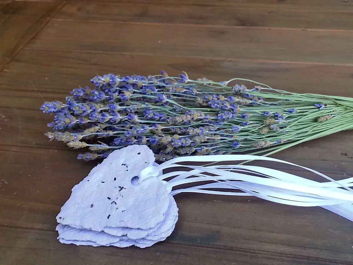 cuori di carta da piantare