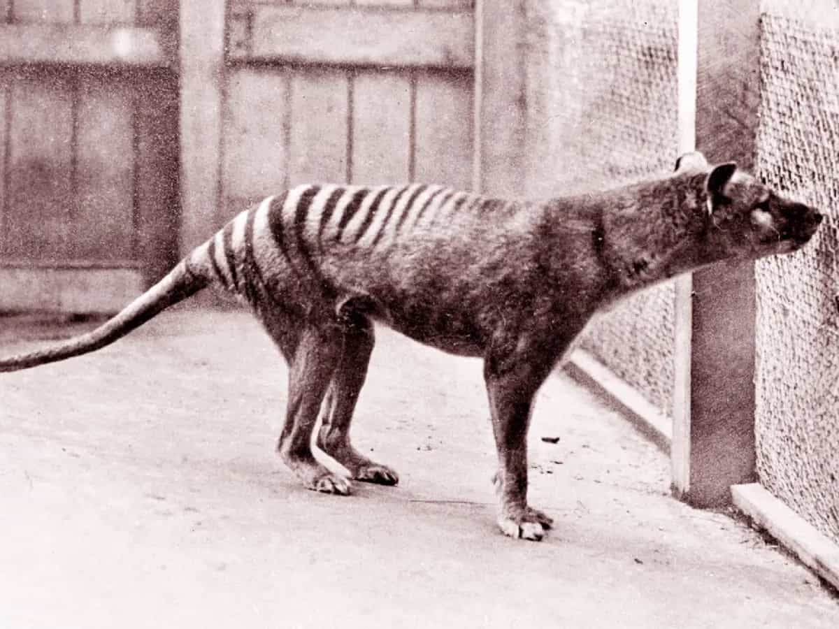 tigre della tasmania jurassic park
