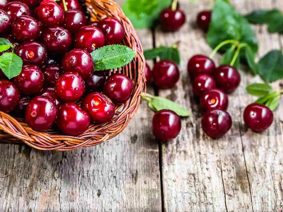 Varietà ciliegie duroni vignola