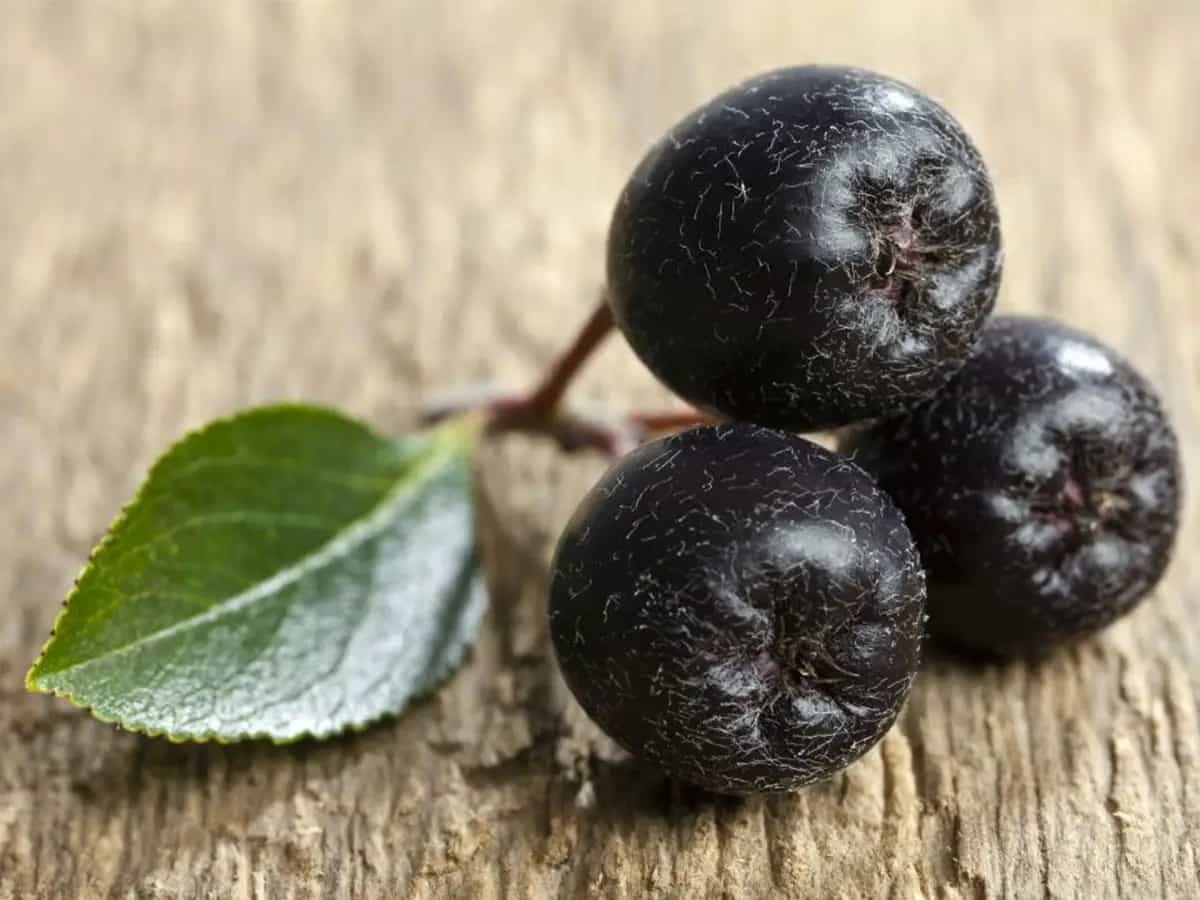 aronia bacche proprieta e benefici
