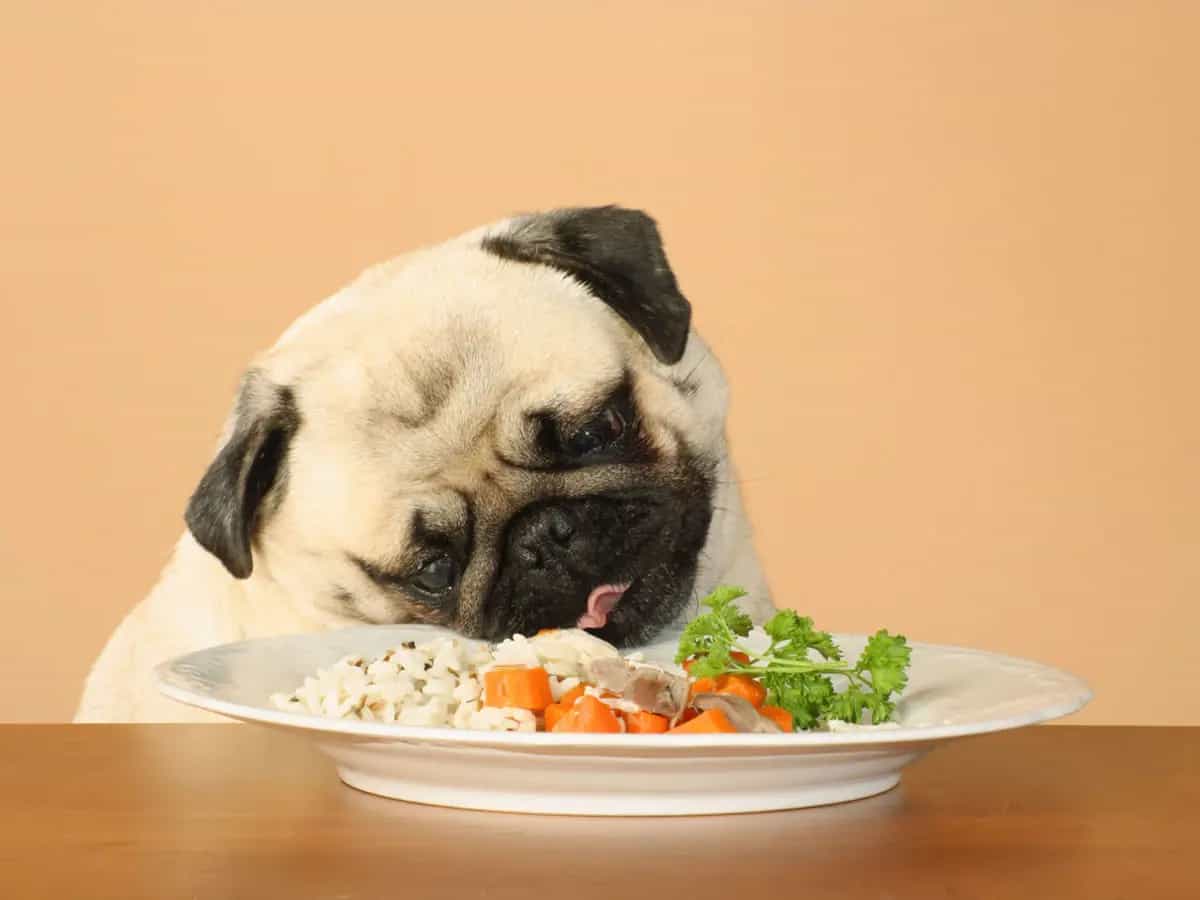 I cani possono essere celiaci
