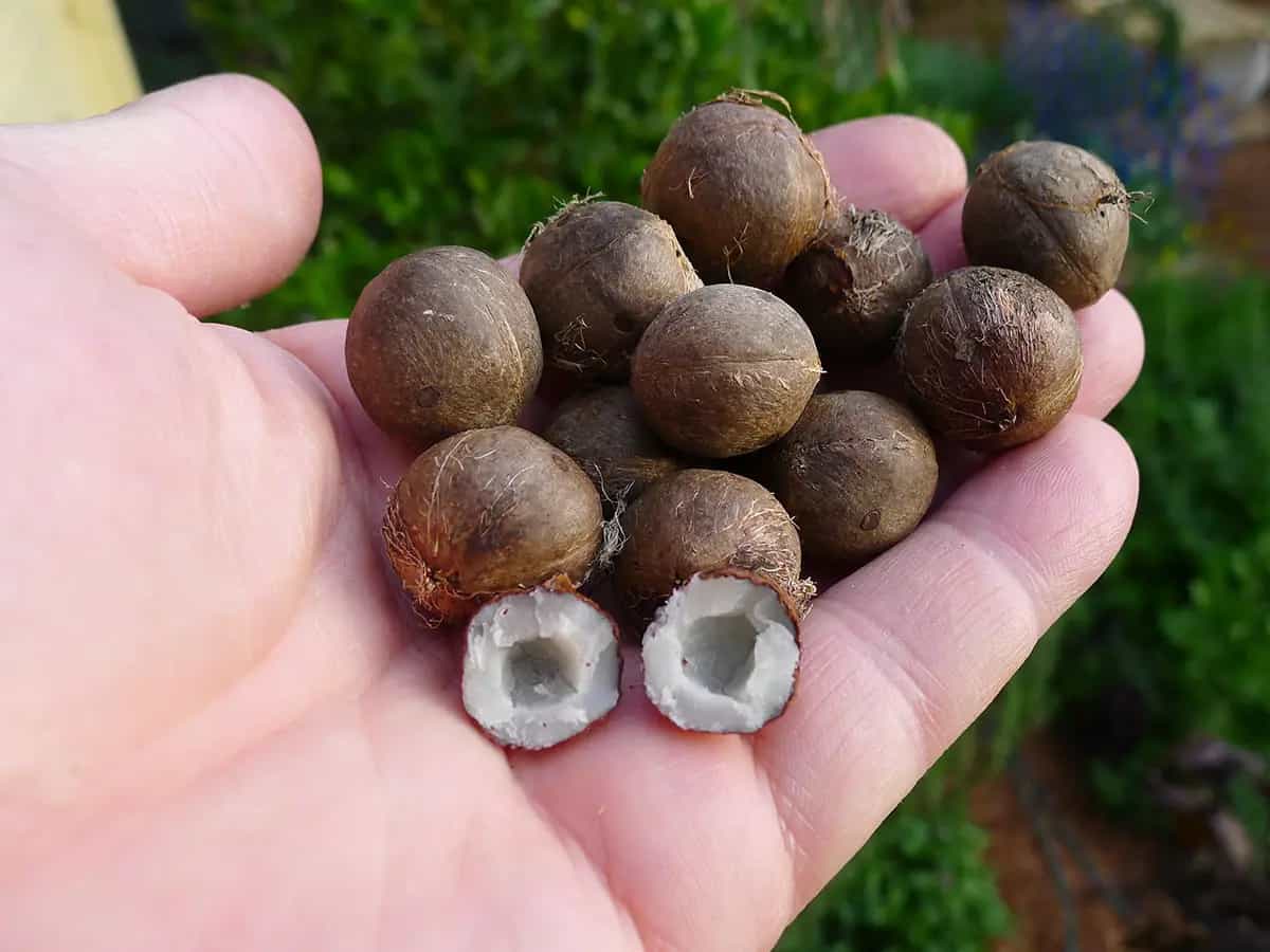 coquito nuts finger food