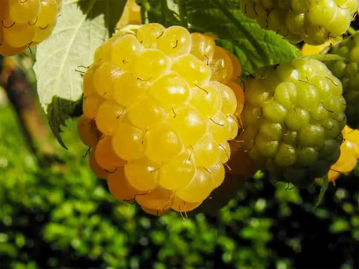 lamponi gialli