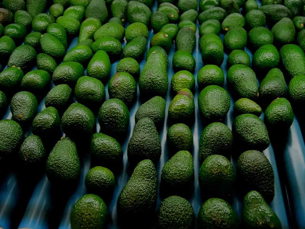 patrocinio bill gates