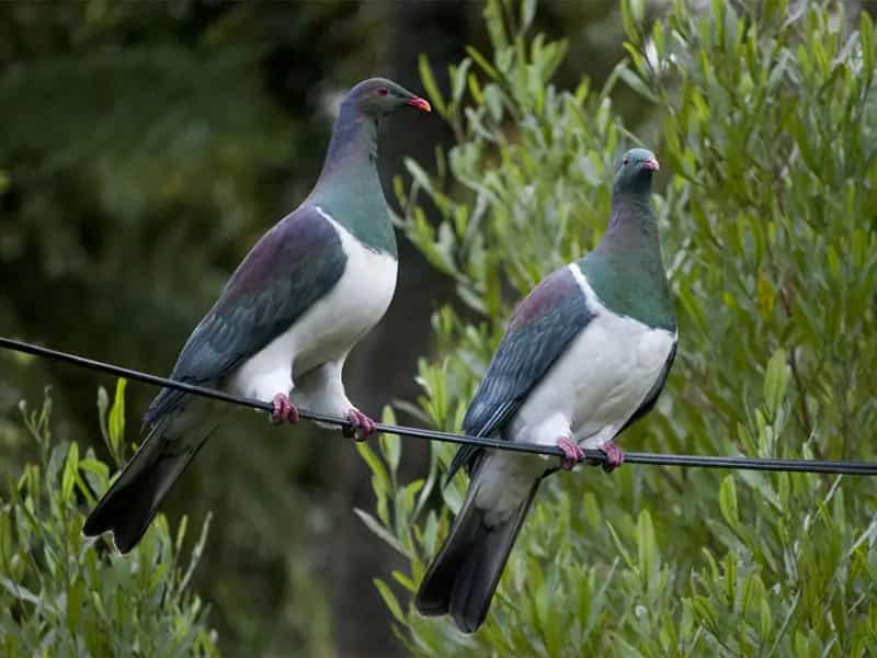 video piccione ubriaco neozelandese