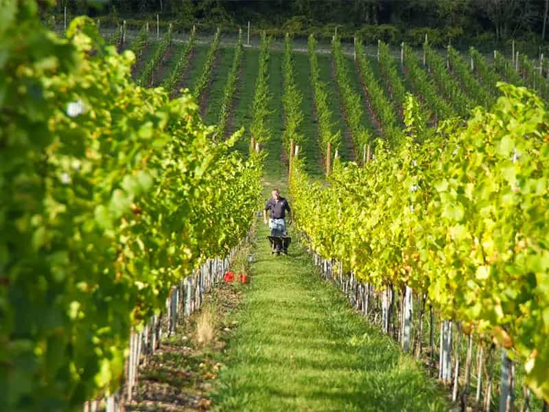 vino naturale biodinamico
