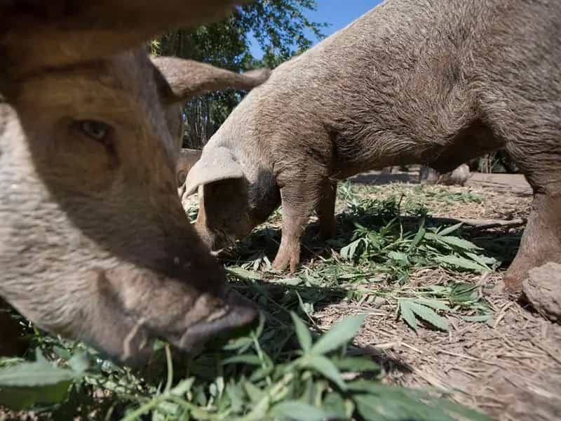 cannabis biologica allevamento