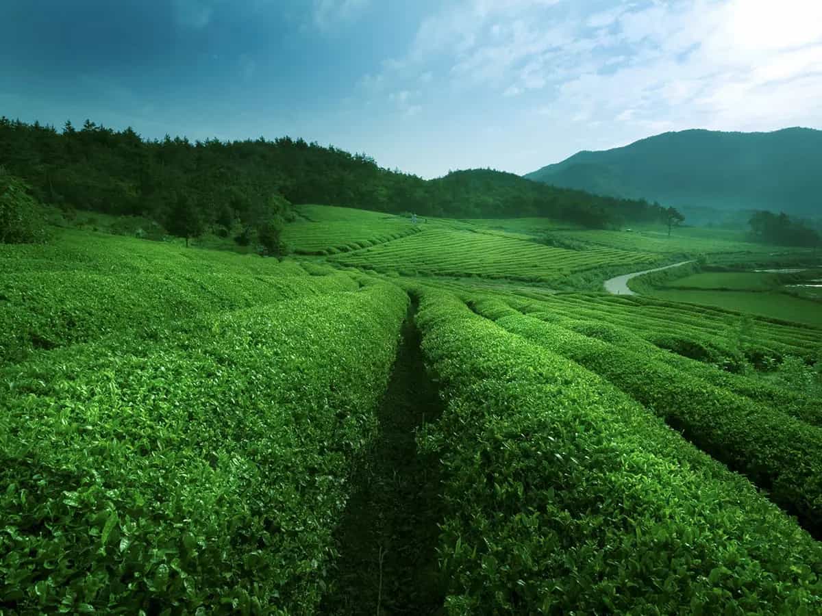 agricoltura rigenerativa
