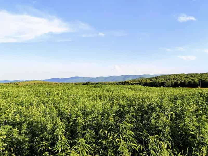 perche cannabis chiuso