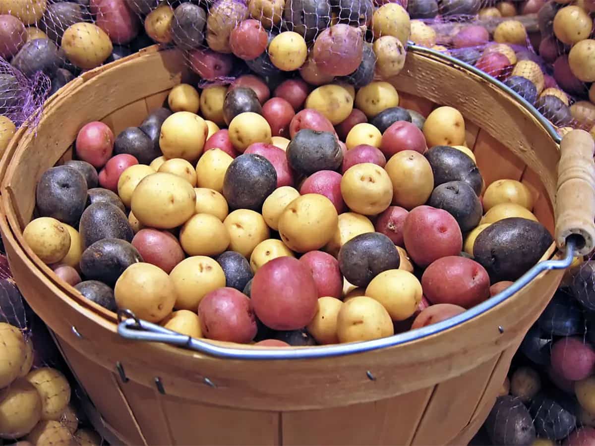 segreto patata futuro