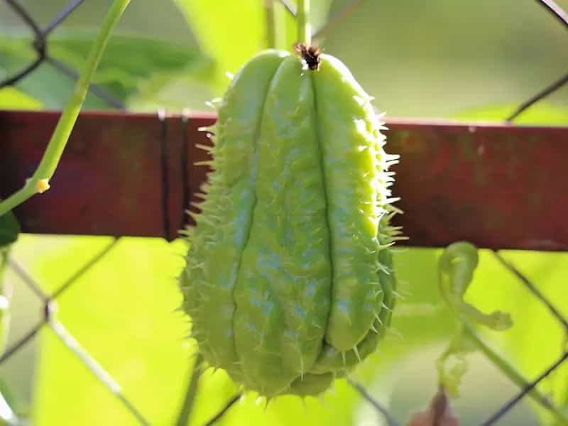 chayote zucca