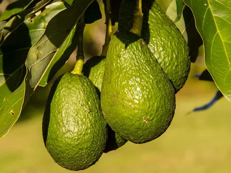 USA senza avocado confine chiuso