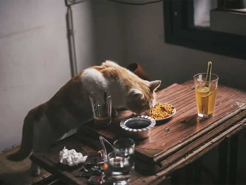 millennial spendono cani gatti