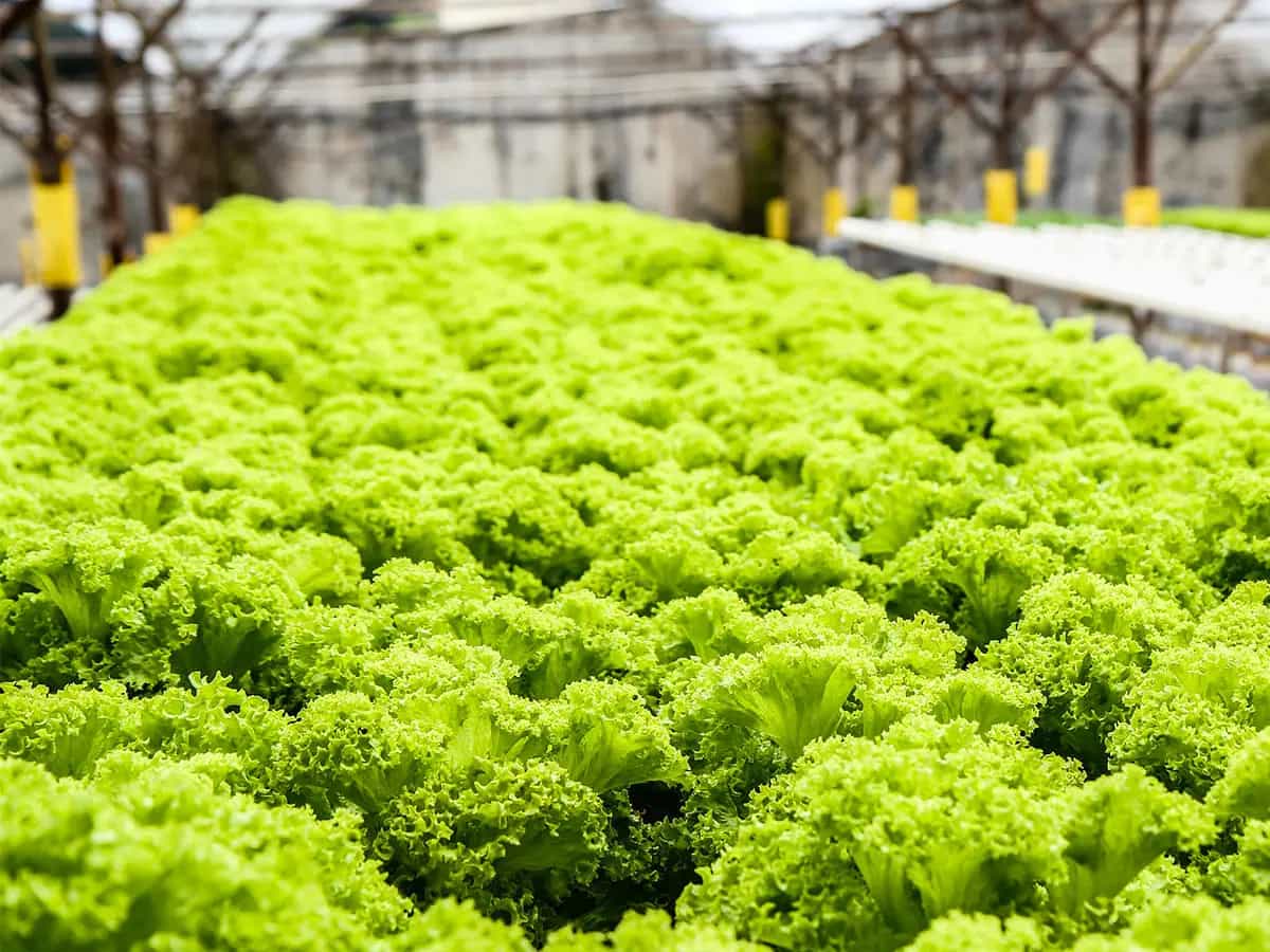 cyber agricoltura futuro vegetali