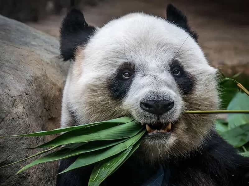 usa addio panda