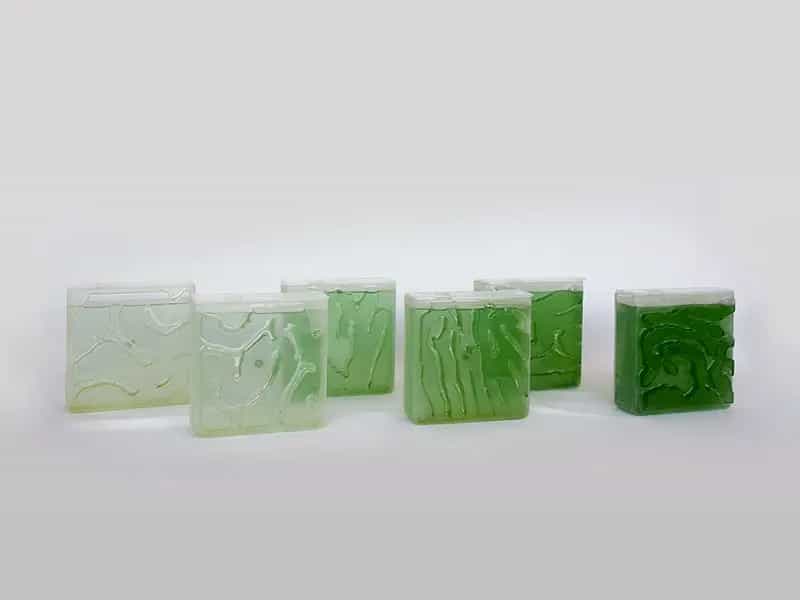 coltivare alghe casa the coral