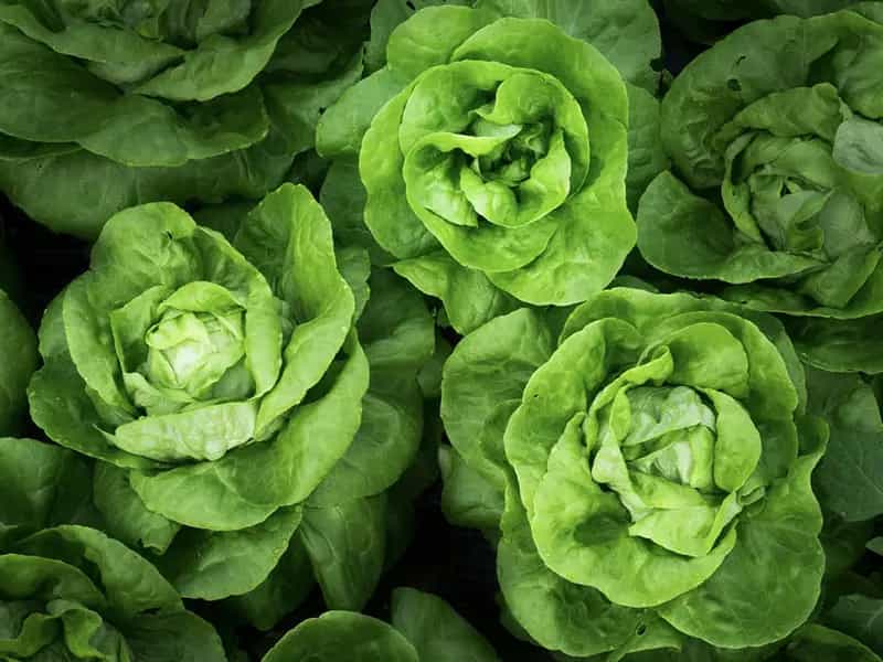 sanifica insalata biologica pronta