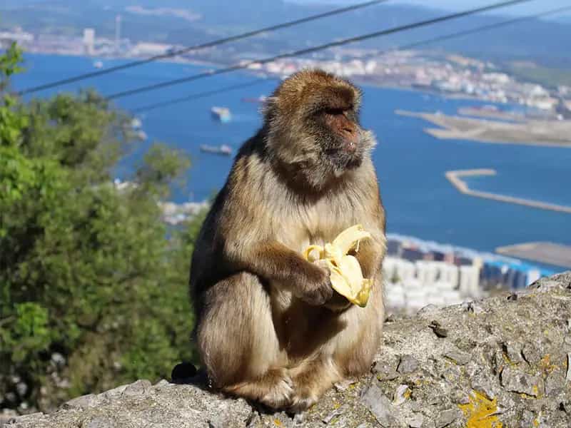 effetti buccia banana a terra