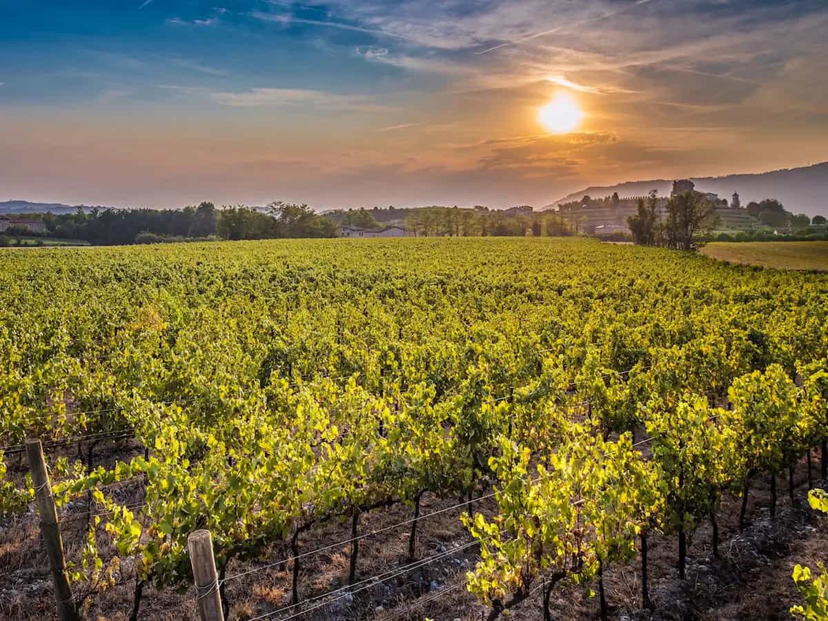 Festival Franciacorta in Cantina 2019