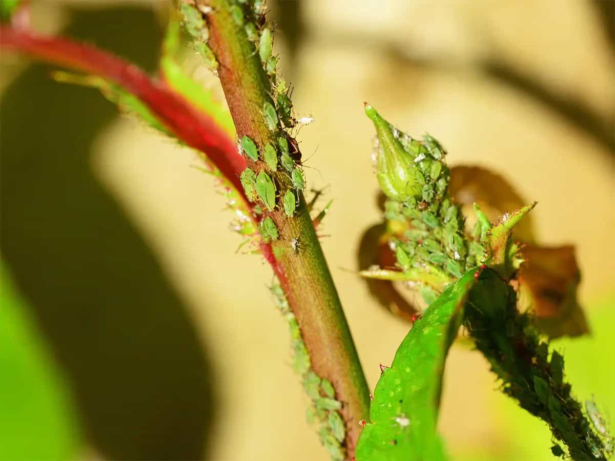agricoltura biologocia insetti