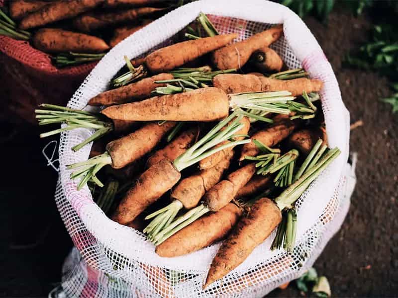 orto biologico casa
