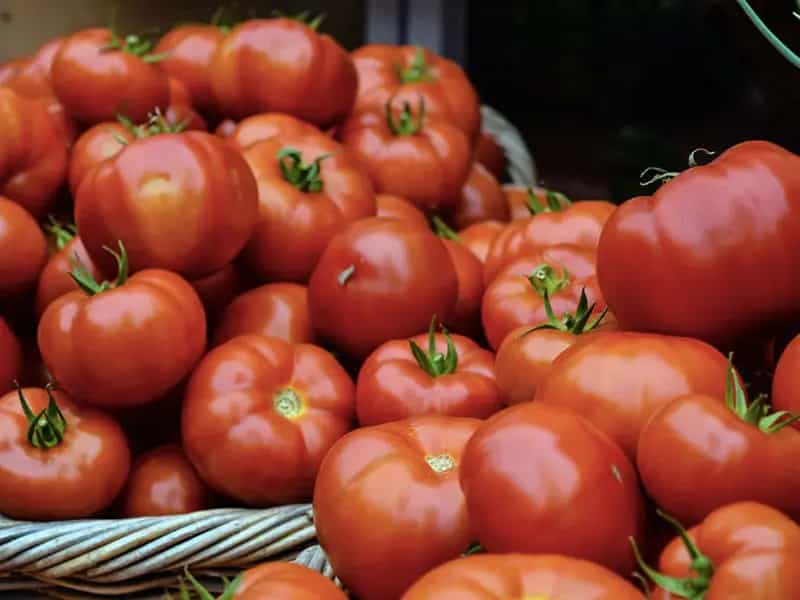 pomodoro frutto
