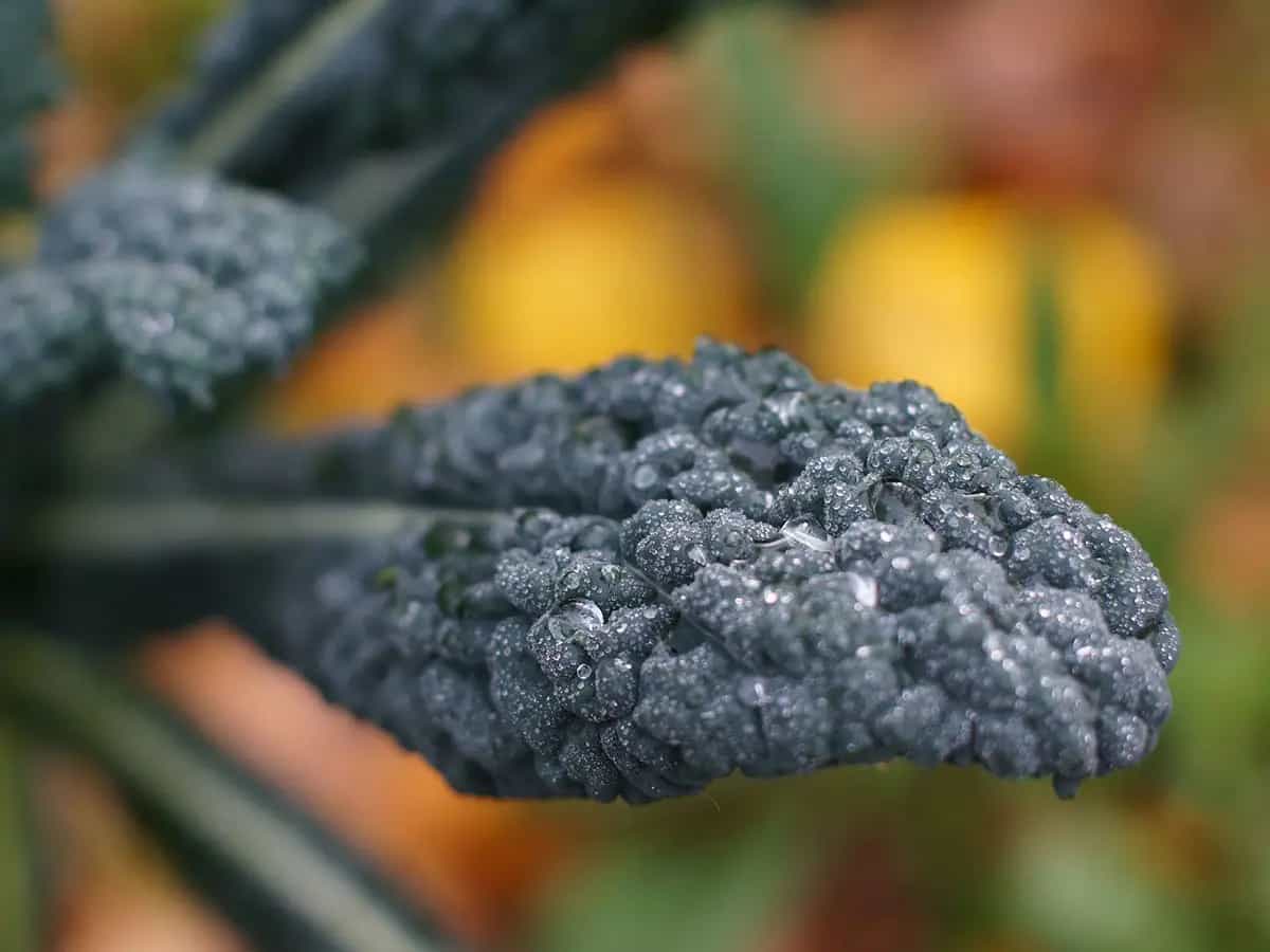 cavolo nero lessato