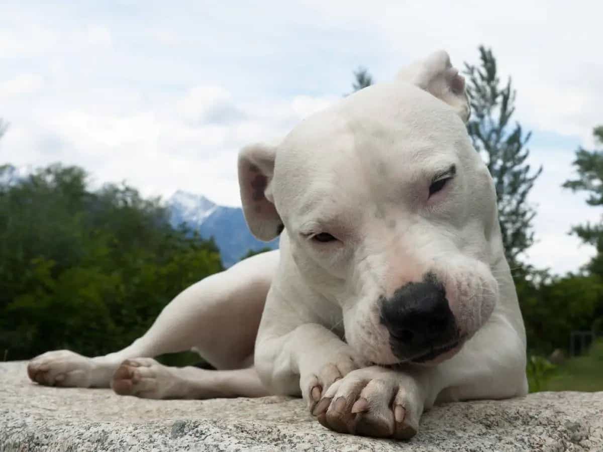dogo-argentino