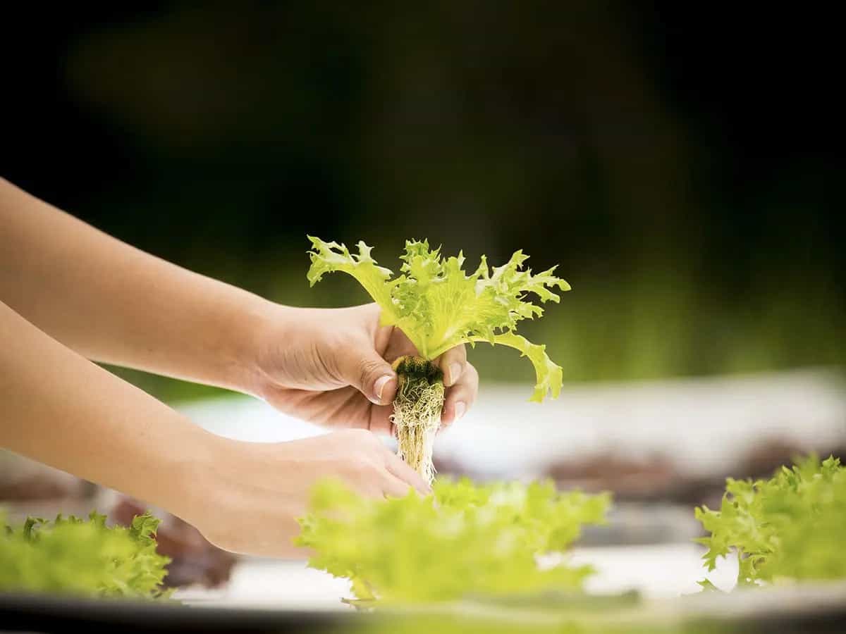 Frutta e ortaggi senza allergeni