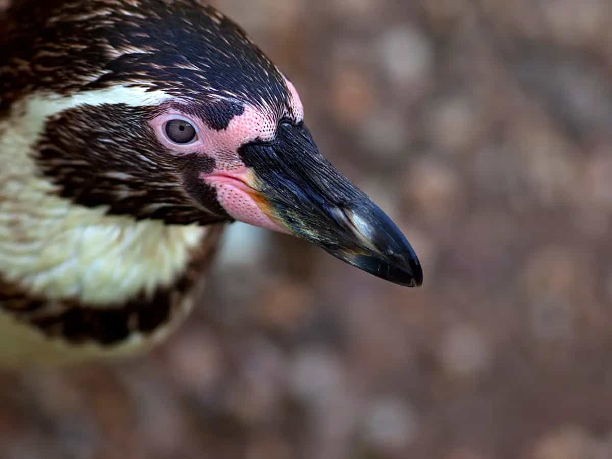 pinguini africani
