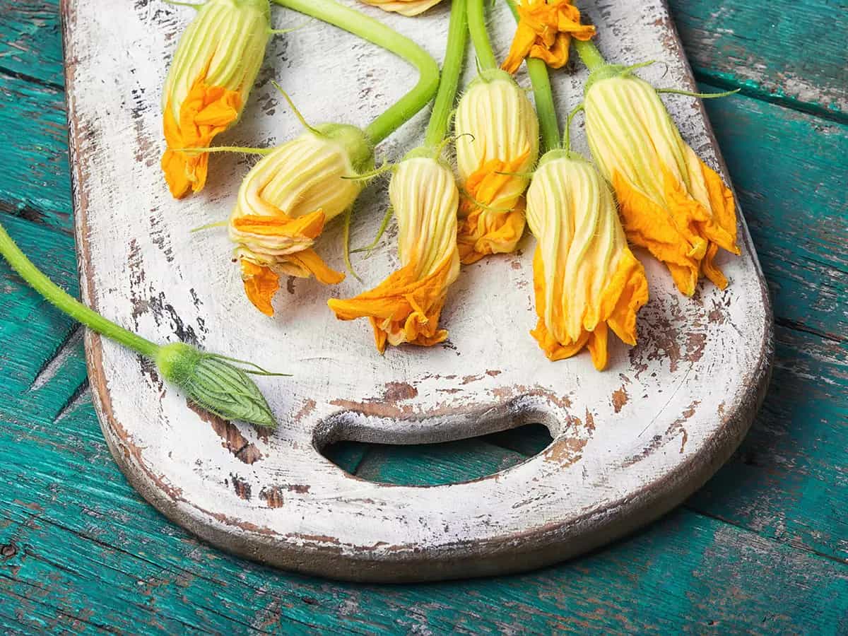 fiori zucca zucchina
