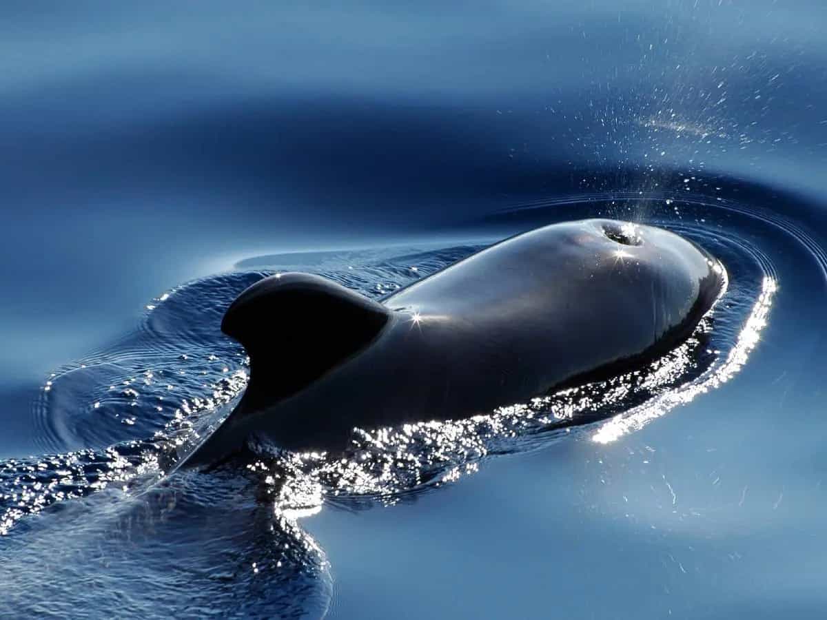 Balene tasmania