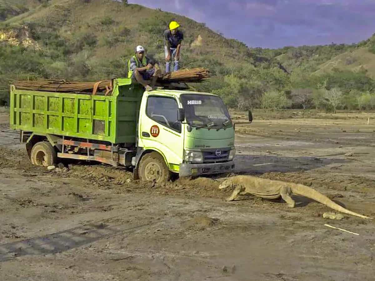 Drago Komodo Indonesia