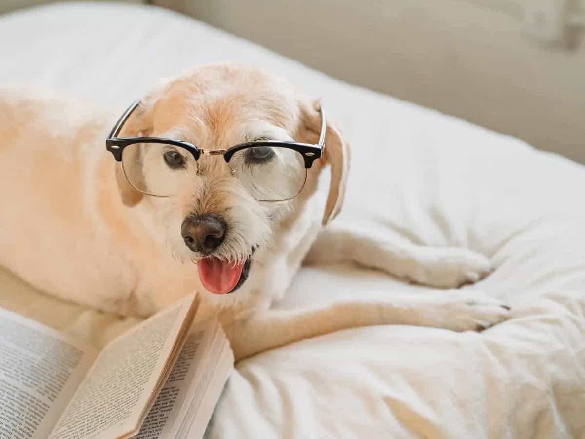 Cani che difendono l'ambiente