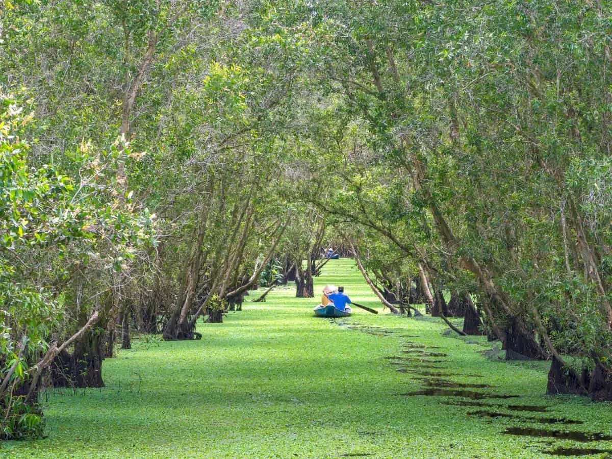 Foresta di mangrovie